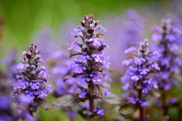 ジュウニヒトエ　雨の雫