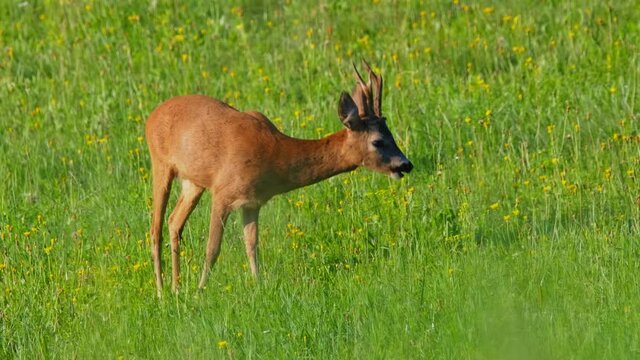 European roe deer (Capreolus capreolus) male buck in rut looking for female