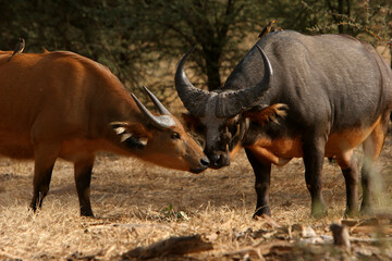 Buffle Nain (syncerus cafer nanus)