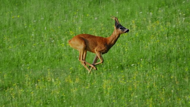 European roe deer (Capreolus capreolus) male buck in rut running across a meadow