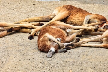 愛知県名古屋市東山動物園　砂地で優雅に寝ているカンガルー