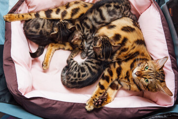 Bengal cat feeds her little kittens with breast