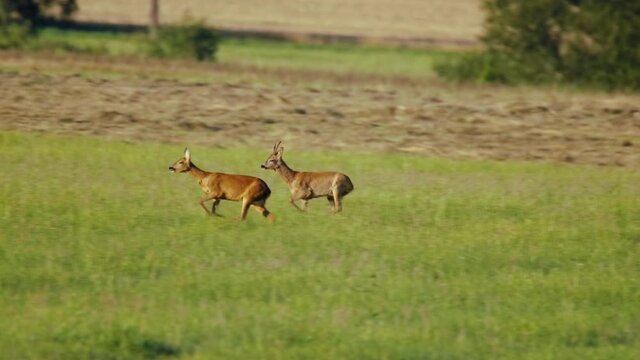 European roe deer (Capreolus capreolus) male buck in rut chasing a female doe, animals running