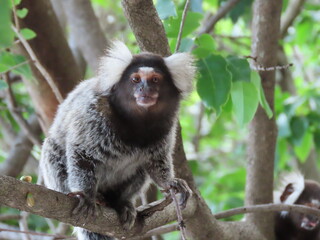 black and white lemur
