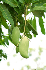 Mangoes hanging on tree with green leaf