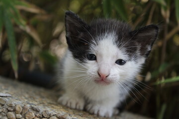 Portrait of a kitten