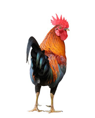 Colorful free range male rooster isolated on white background © Akarawut