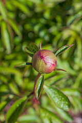 Peony bud in the spring sunshine
