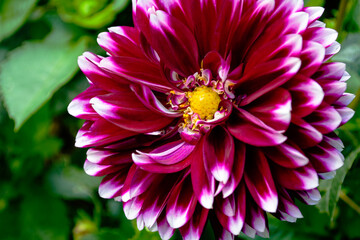 Macro photo of burgundy red blossoming chrysanthemum with yellow centers and white tips on their...