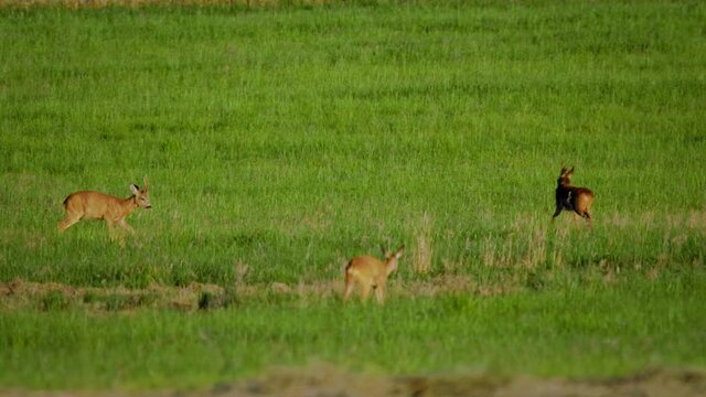 European roe deer (Capreolus capreolus) male bucks fighting, duel, animals in rut
