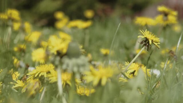 The wind in the meadow danced the first blooming dandelions. Blurred background. Space fot text.