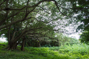 枝を伸ばして空を覆う緑の木々
