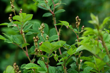 wild strawberry plant