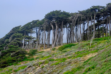Group of trees San Francisco Golden Gate recreation area California