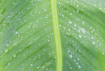 Raindrops on green banana leaves