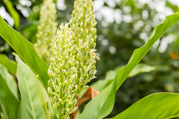 Obraz premium Greater Galangal Flower, Thai galangal plant a Thai Herb, White flower