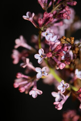 Purple flower blossom macro background Syringa vulgaris family oleaceae botanical modern high...