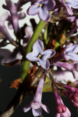 Purple flower blossom macro background Syringa vulgaris family oleaceae botanical modern high...