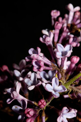 Purple flower blossom macro background Syringa vulgaris family oleaceae botanical modern high...
