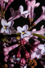 Purple flower blossom macro background Syringa vulgaris family oleaceae botanical modern high...