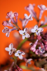Purple flower blossom macro background Syringa vulgaris family oleaceae botanical modern high quality big size print