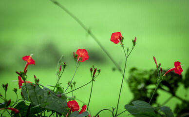 red poppies in the field