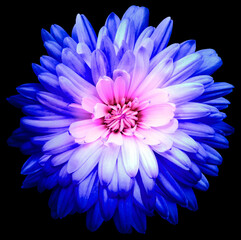 flower blue  chrysanthemum . Flower isolated on the black background.  Close-up. Nature.