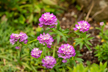 Obraz premium Full blooming of garden candytuft (iberis umbellata) in Japan