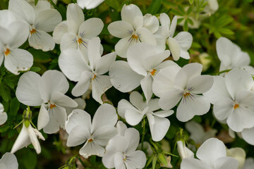 Fototapeta na wymiar White viola in full blooming in Japan