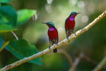 Van Hasselt's Sunbird male.