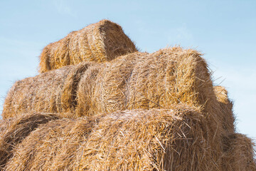 Straw in rolls. Hay for animal feed. Farming.