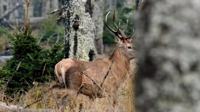 Red deer (Cervus elaphus) mistrustful male stag sensing danger, running away to safety