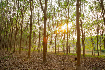 Para rubber tree, latex rubber plantation tree rubber in northeast of Thailand