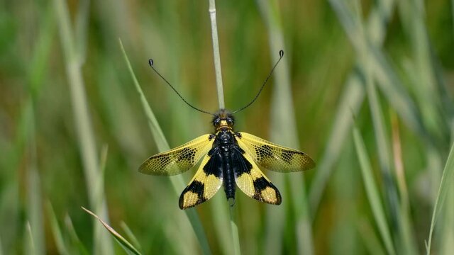 Yellow owlfly Libelloides macaronius, a strange European insect, flight in slow motion
