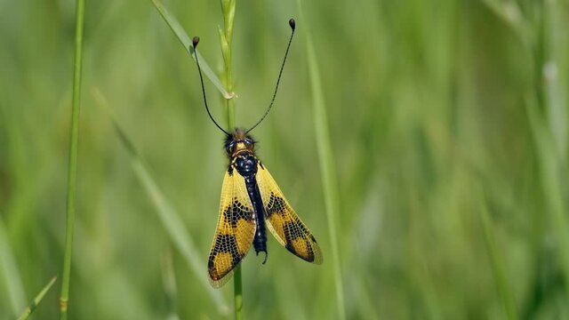 Yellow owlfly Libelloides macaronius, a strange European insect, flight in slow motion