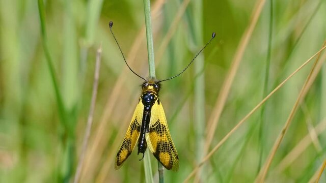 Yellow owlfly Libelloides macaronius, a strange European insect, flight in slow motion