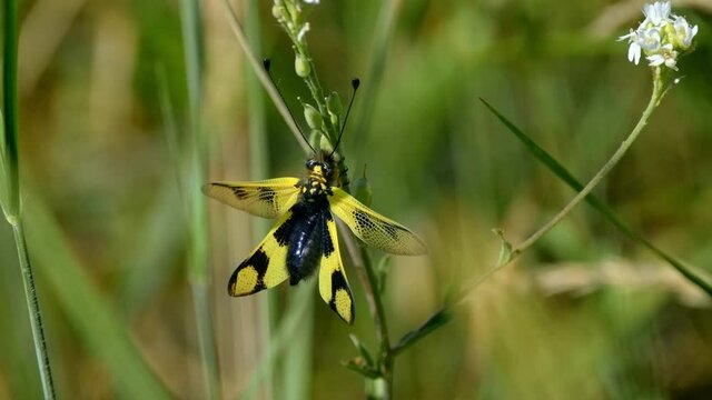 Yellow owlfly Libelloides macaronius, a strange European insect, flight in slow motion
