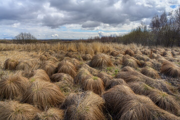 Spring forest landscape. A cloudy day in the old bogs, overgrown with round volumetric grass mounds. Textured sky with cumulus clouds. Last year's yellow grass is a sign of early spring. Ural (Russia)