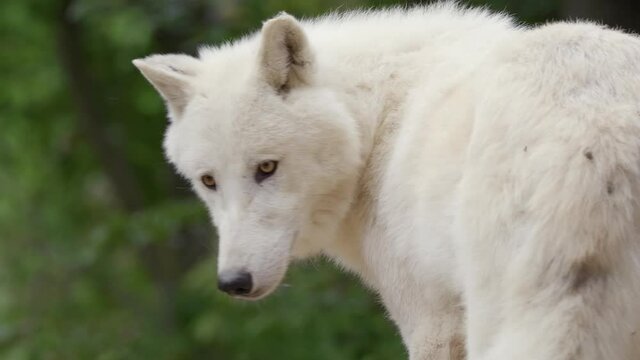 Arctic wolf (Canis lupus arctos) annoyed by flies, mosquito bothering white animal, funny scene