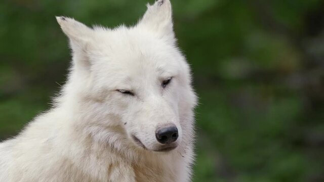 Arctic wolf (Canis lupus arctos) face, white animal portrait, beast looking into the camera