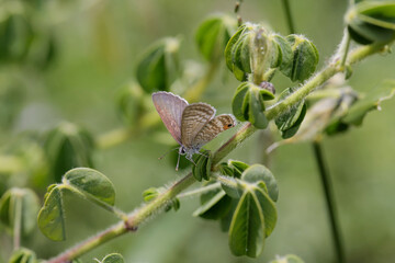 Long-tailed Blue (Pea Blue) Butterfly