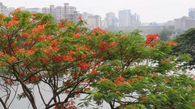 DHAKA, BANGLADESH - MAY 05: Krishnachura or Flame Tree or Gulmohar on the roadside at panthapath on May 05, 2021, in Dhaka, Bangladesh. 