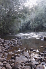 river in the forest