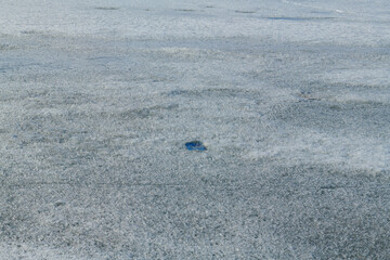 in spring, a very beautiful shore of a large lake