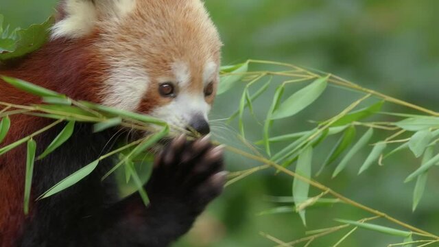 Red panda (Ailurus fulgens) feeding on bamboo, hungry animal foraging close up, bear food