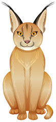 Caracal cat on white background