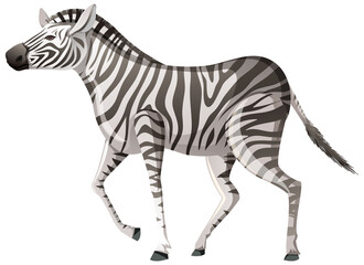 Adult zebra in walking position on white background