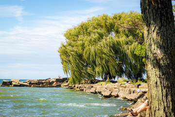 Willow on the shore © CarpathiaProductions