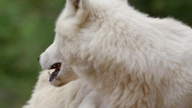 Arctic wolf (Canis lupus arctos) yawning, white beast tired yawn, animal showing teeth