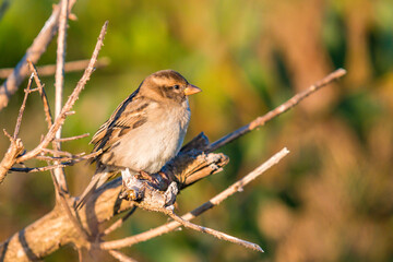 Little sparrow in the tree